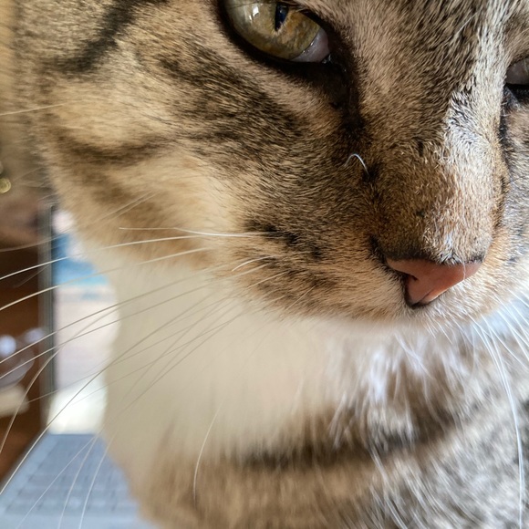 Meet your Posher, Terri - Picture 1 of 1